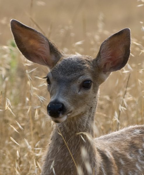 Fawning over Bambi – Redheaded Blackbelt