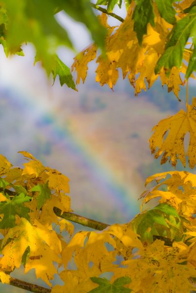Rainbow through Leaves – Redheaded Blackbelt